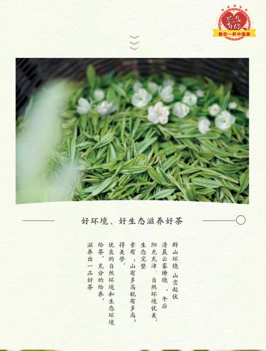 茉莉小白毫(散装茶) 商品图3