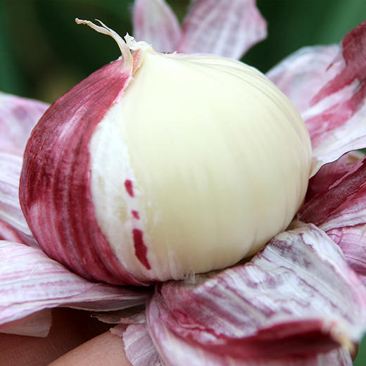 甄选出口级蒜王·大理紫皮独头蒜  蒜香浓郁 辛辣十足 商品图3