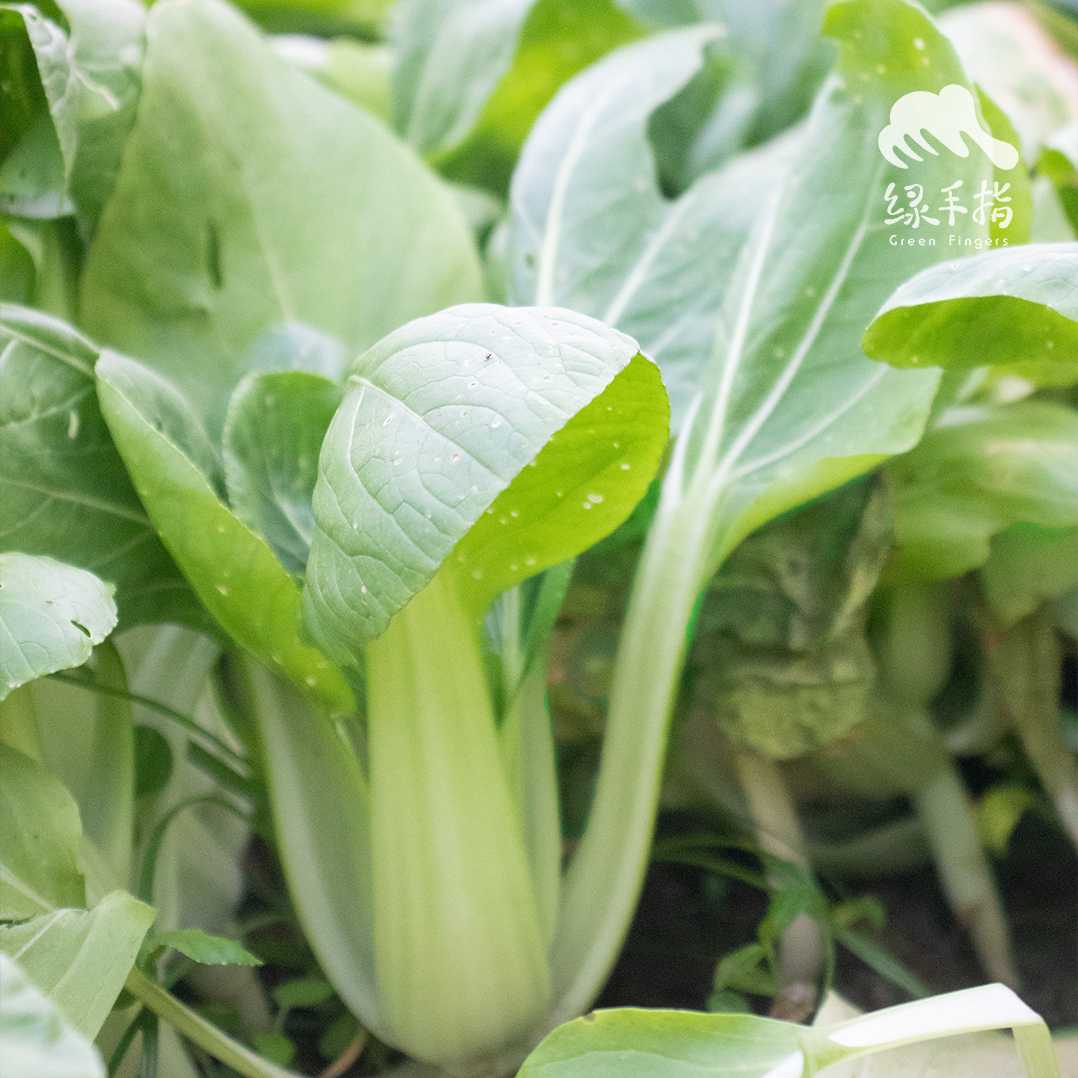 生态上海青 | 绿家自产* Eco-Chinese cabbage | Self-production