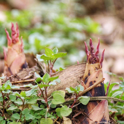 山野食材·临安天目山纯野生雷笋 舌尖中国2推荐核心产区 春天菜王 商品图6