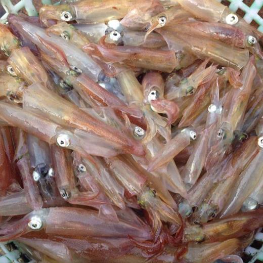 港岛姑娘 本港特色小管新鲜海兔子笔筒管鲜甜可口活冻 商品图1