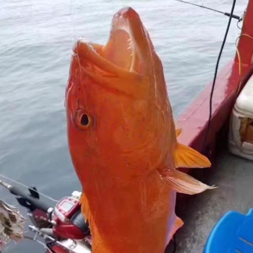 港岛姑娘 深海东星斑深海鱼红石斑味美鲜甜肉质弹嫩活冻 商品图7