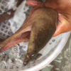 大补【龙鳗】土龙来了‼‼品质一级棒，量不多要的抓紧哦！！ 活冻 商品缩略图2
