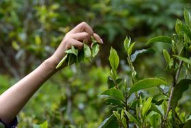 【头春预定】2020年名山+五大茶区头春茶限量200套