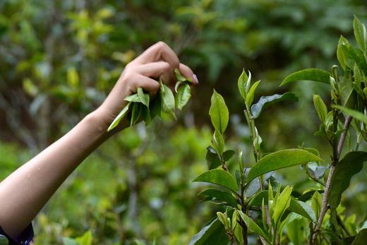 【头春预定】2020年名山+五大茶区头春茶限量200套 商品图0