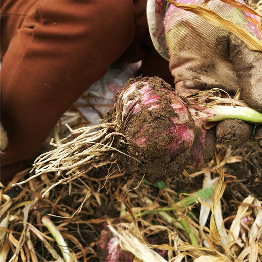 甄选出口级蒜王·大理紫皮独头蒜  蒜香浓郁 辛辣十足 商品图4