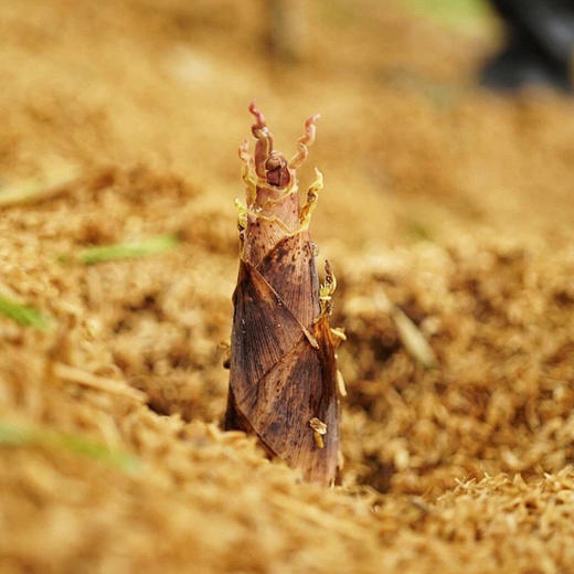 山野食材·临安天目山纯野生雷笋 舌尖中国2推荐核心产区 春天菜王 商品图5