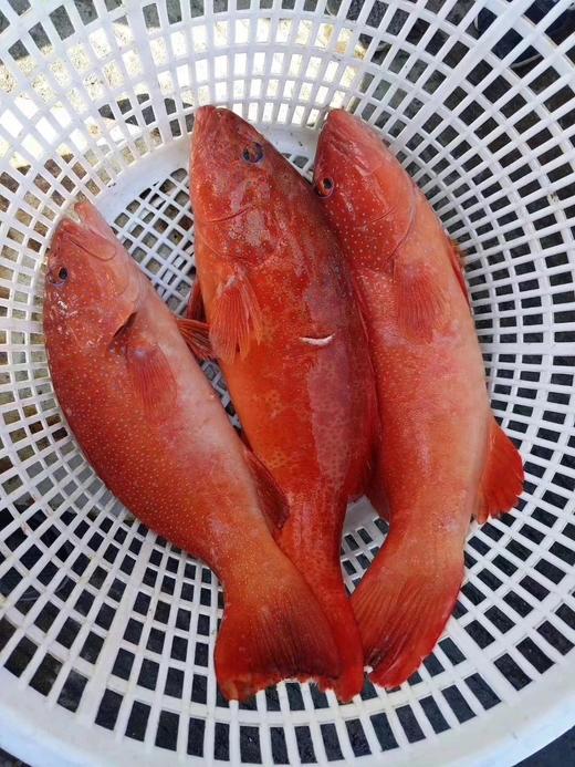 港岛姑娘 深海东星斑深海鱼红石斑味美鲜甜肉质弹嫩活冻 商品图6