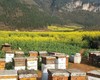 【会员福利特惠】蜂蜜、花粉、 不掺糖  2斤包邮 商品缩略图6