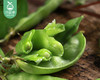 同安新鲜荷兰豆/1份（约700g） 商品缩略图2