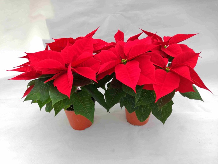 5,特点:红色的叶子热情似火,为你而绽放,在喜庆的节日里装点一品红