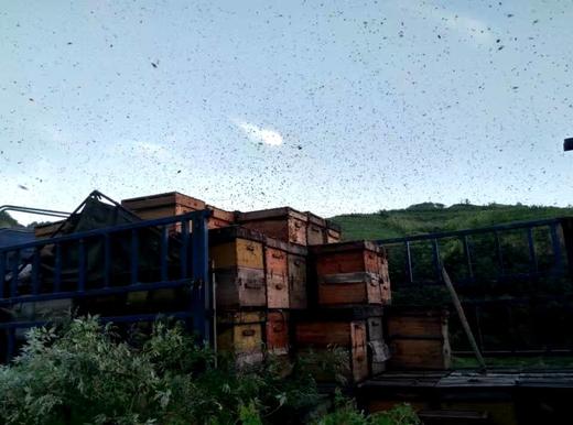 蜂蜜、花粉、野放采蜂 不掺糖。 商品图5