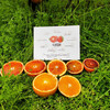 富含花青素·重庆李小橙玫瑰香特种血橙  大山无污染有机生态种植  血橙中的“褚橙” 商品缩略图4
