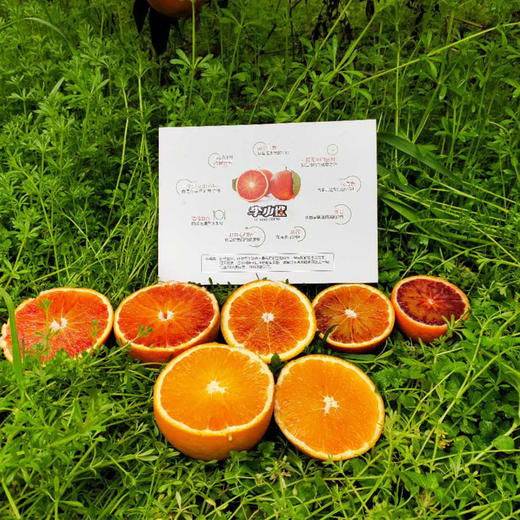 富含花青素·重庆李小橙玫瑰香特种血橙  大山无污染有机生态种植  血橙中的“褚橙” 商品图4