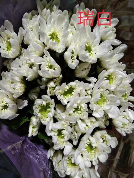 【精品小菊】瑞白 10支/扎 商品图4