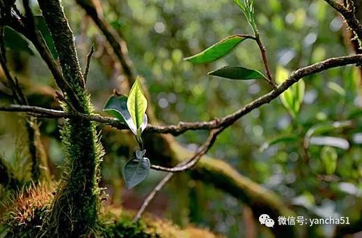 【武夷茶知识频道】刘宝顺：老丛水仙，在品质上有木质香和木质味 商品图0