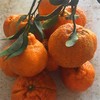 【推荐】不知火丑橘（生态柑橘）几近野放、富含Vc、通过392项农残检测 商品缩略图0