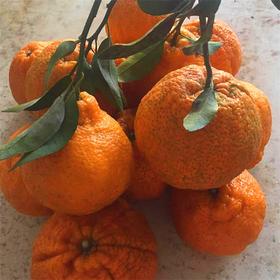 【推荐】不知火丑橘（生态柑橘）几近野放、富含Vc、通过392项农残检测