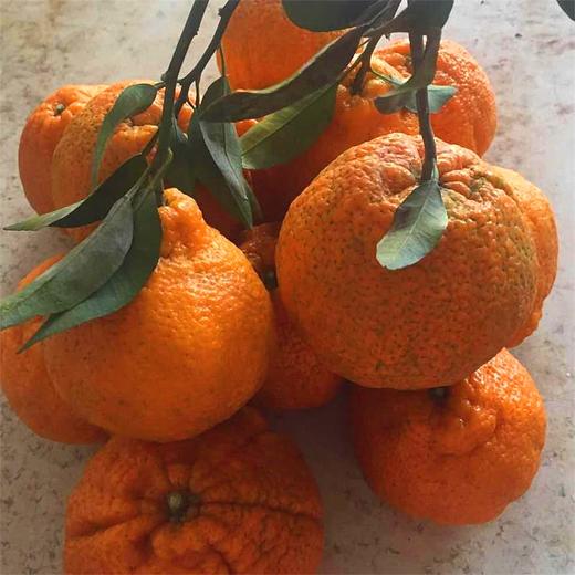 【推荐】不知火丑橘（生态柑橘）几近野放、富含Vc、通过392项农残检测 商品图0