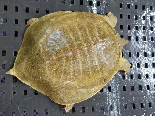 鲜活生态黄皮甲鱼 /只 商品图2