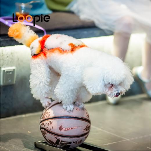 萌宠狗狗秀 欢乐大互动 商品图0