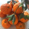 【推荐】不知火丑橘（生态柑橘）几近野放、富含Vc、通过392项农残检测 商品缩略图2