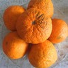 【推荐】不知火丑橘（生态柑橘）几近野放、富含Vc、通过392项农残检测 商品缩略图4