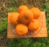 【推荐】不知火丑橘（生态柑橘）几近野放、富含Vc、通过392项农残检测 商品缩略图3