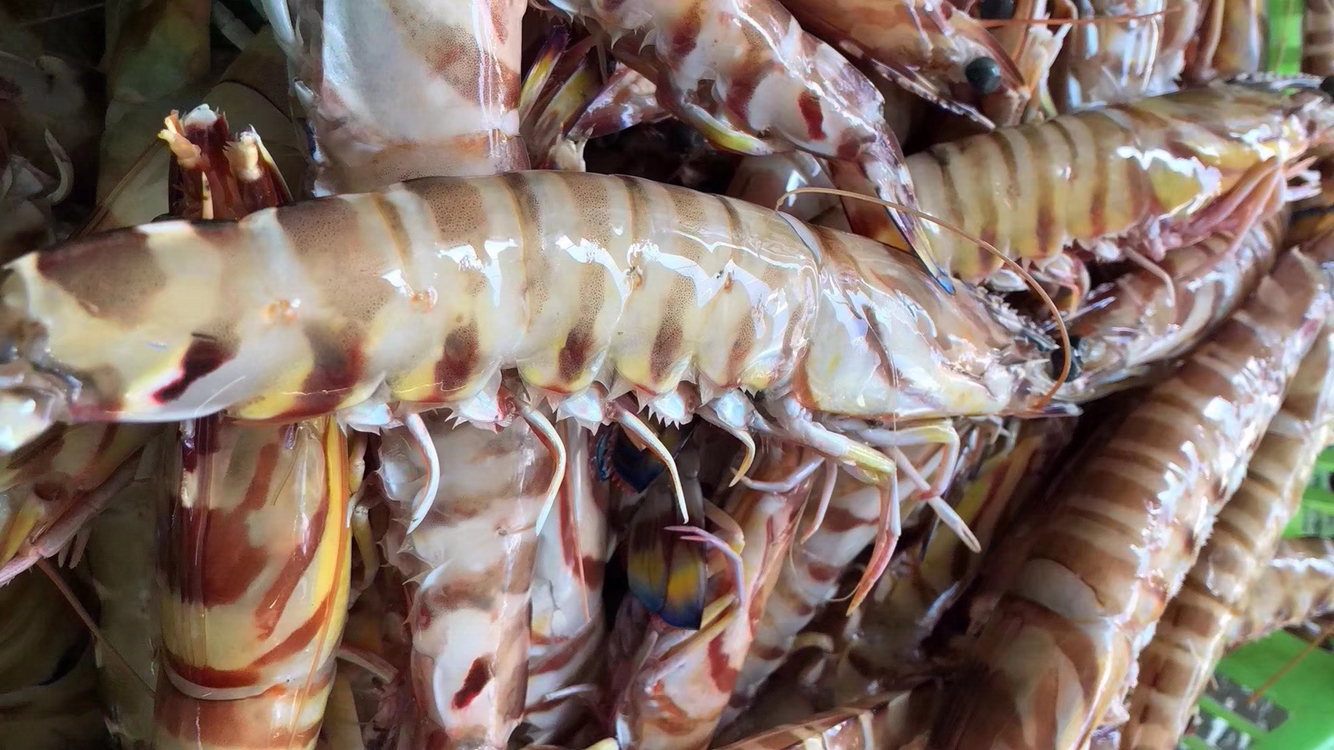 活鲜海鲜精选东山海鲜野生斑节虾东山海域捕捞虾类中细嫩q弹又甜又嫩
