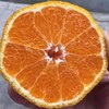 【推荐】不知火丑橘（生态柑橘）几近野放、富含Vc、通过392项农残检测 商品缩略图1