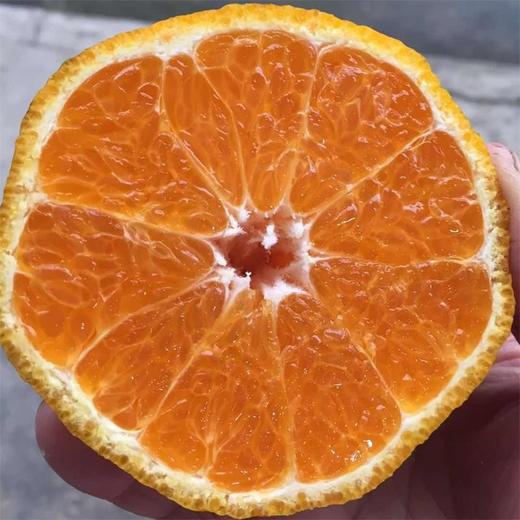 【推荐】不知火丑橘（生态柑橘）几近野放、富含Vc、通过392项农残检测 商品图1