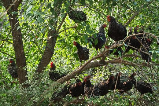 鸡蛋（10枚/斤）---净田社山林自由放养 商品图6