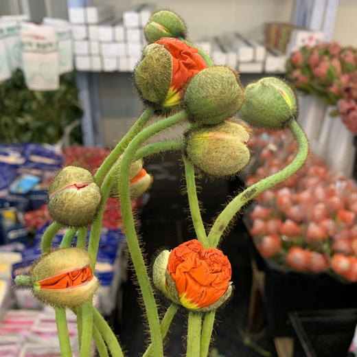 【昆明發貨】昆明優質草花系列-虞美人顏色隨機(8-10枝),花杆較細花苞