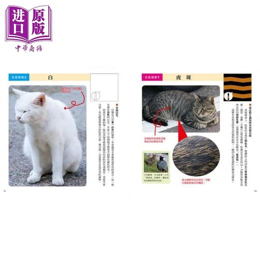 【中商原版】猫咪花色图鉴 看懂超有趣的猫咪遗传学 港台原版 浅羽宏 台湾东贩 商品图3