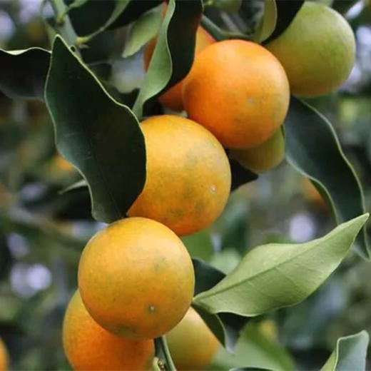 桐鲜生第七季--融安滑皮金桔/脆蜜金柑，水润皮脆，纯甜不酸，阳光般的味道 商品图4