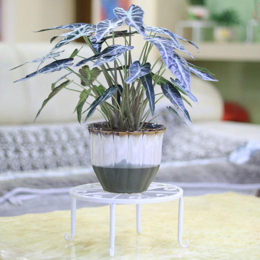 铁艺花架子室内客厅阳台花盆架落地单层单盆绿萝小花 供销乐购商城