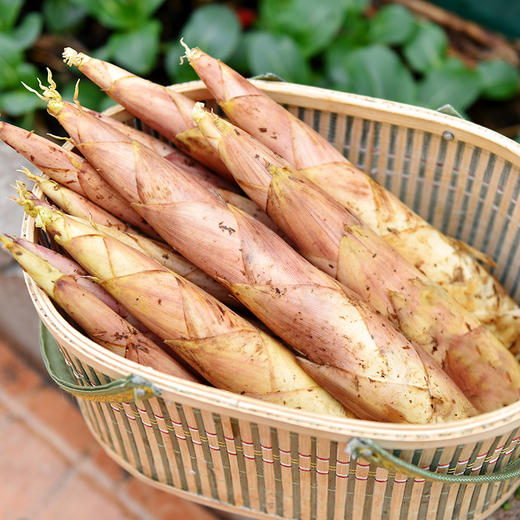 临安天目山春笋 | 春季限定美味 正宗原产地现挖现发 皮薄肉厚鲜嫩美味 精挑细选去除老根 煲汤炒菜皆成美味 商品图2