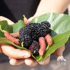 生态冻桑葚 | 绿家自产* Eco-frozen mulberries | Self-production 商品缩略图4