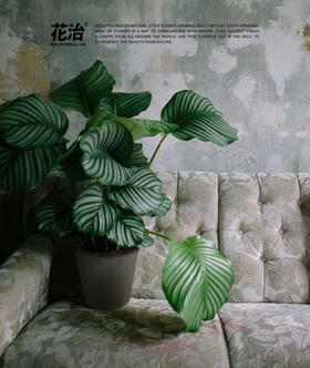 魔法竹芋系列／Maranta arundinacea L. / 北京市内闪送