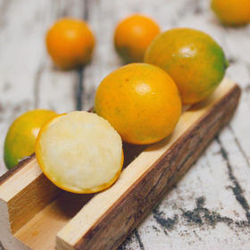 桐鲜生第七季--融安滑皮金桔/脆蜜金柑，水润皮脆，纯甜不酸，阳光般的味道