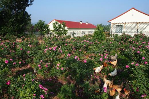 鸡蛋（10枚/斤）---净田社山林自由放养 商品图2