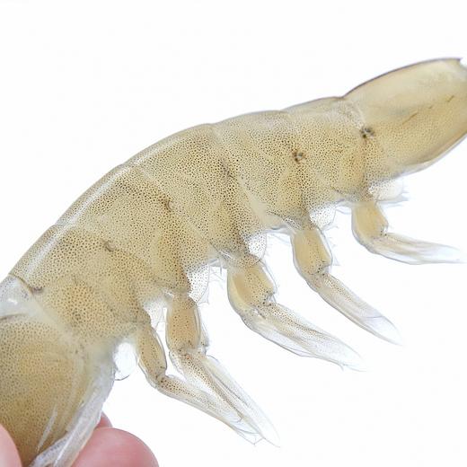 王牌盐田白虾1.5kg净重（30-40）(8A) 商品图6