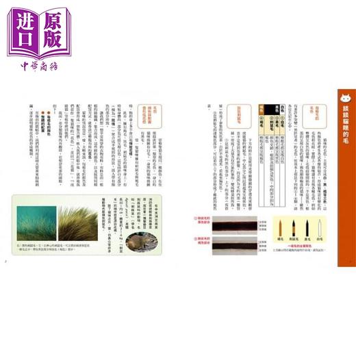 【中商原版】猫咪花色图鉴 看懂超有趣的猫咪遗传学 港台原版 浅羽宏 台湾东贩 商品图1