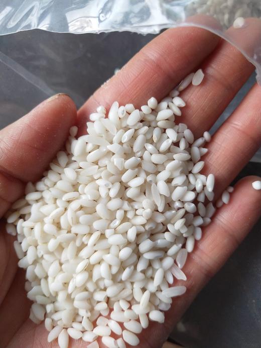 西双版纳自留种生态当季新傣米（粳米）5斤包邮 商品图0