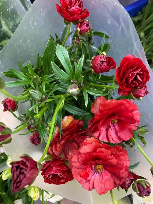 配花-蝴蝶洋牡丹-红色--5支 商品图2