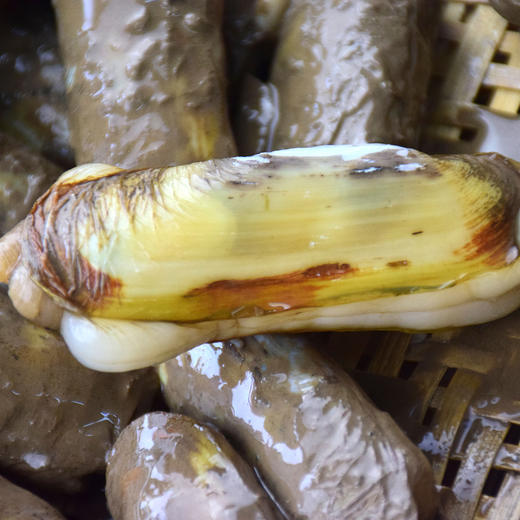 沿海滩涂的鲜味带泥干蛏子 烹饪后不缩水的肥美 商品图3