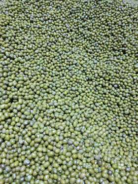 大绿豆