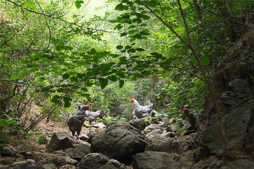 鸡蛋（10枚/斤）---净田社山林自由放养 商品图5