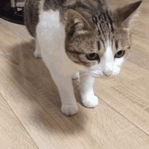 小明的多sku券后价商品 商品图0