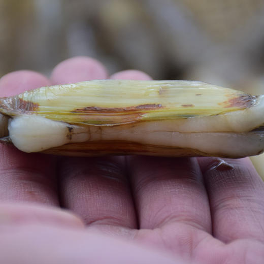 沿海滩涂的鲜味带泥干蛏子 烹饪后不缩水的肥美 商品图4